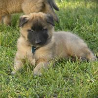 2 males tervuerens lof disponibles #4