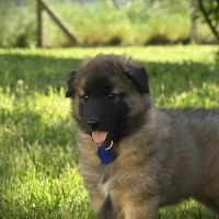 2 males tervuerens lof disponibles #5