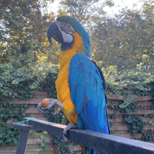 Couple ara ararauna #3