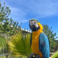 Couple ara ararauna #2