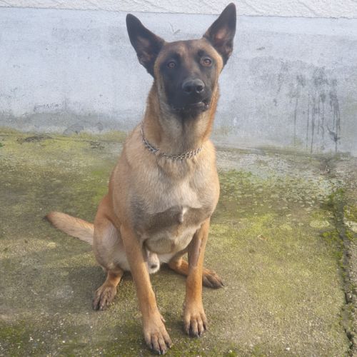 8 magnifiques chiots berger belge malinois - lof #1