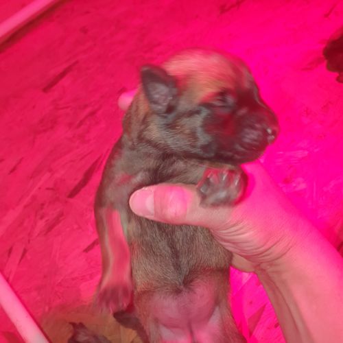 8 magnifiques chiots berger belge malinois - lof #4