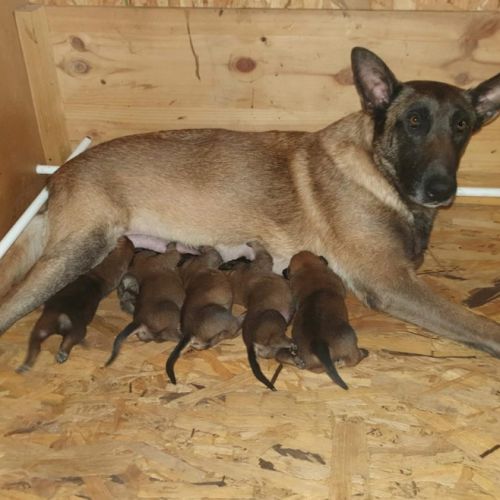 8 magnifiques chiots berger belge malinois - lof