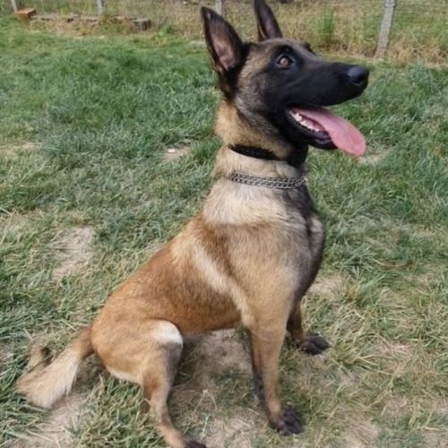 8 magnifiques chiots berger belge malinois - lof #6