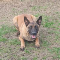 8 magnifiques chiots berger belge malinois - lof #2