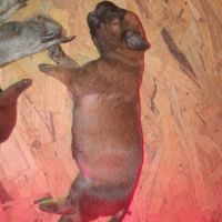 8 magnifiques chiots berger belge malinois - lof #3