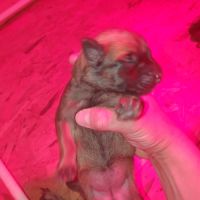 8 magnifiques chiots berger belge malinois - lof #4