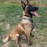 8 magnifiques chiots berger belge malinois - lof #6