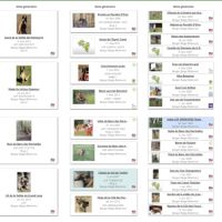 8 magnifiques chiots berger belge malinois - lof #7