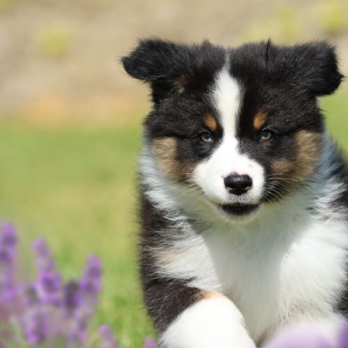 Adorables chiots berger australien femelles lof #3