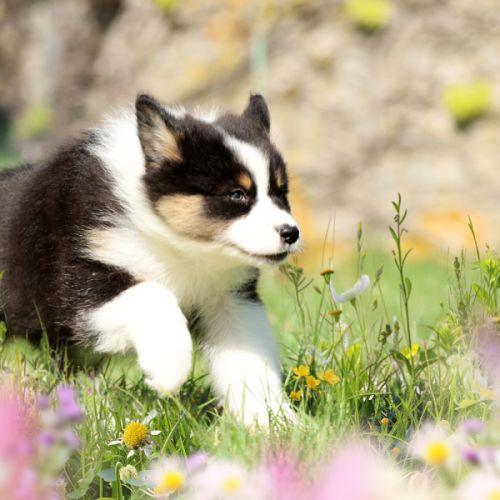 Adorables chiots berger australien femelles lof #4