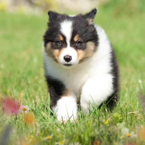 Adorables chiots berger australien femelles lof #5