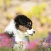 Adorables chiots berger australien femelles lof #1