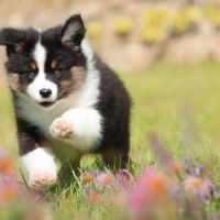 Adorables chiots berger australien femelles lof