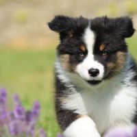 Adorables chiots berger australien femelles lof #3