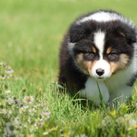 Adorables chiots berger australien femelles lof #6