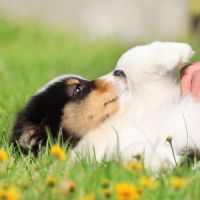 Adorables chiots berger australien femelles lof #7