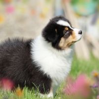 Adorables chiots berger australien femelles lof #8