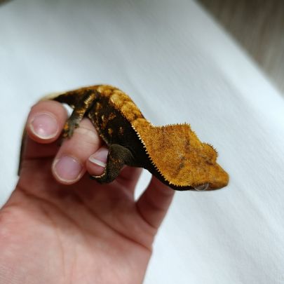 Gecko à crête #4