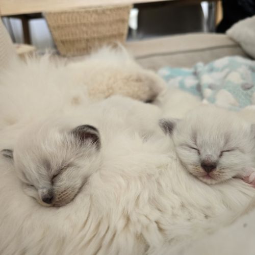 Chatons sacré de birmanie loof #0
