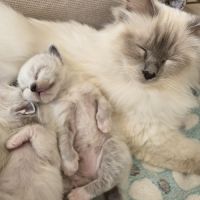 Chatons sacré de birmanie loof #2