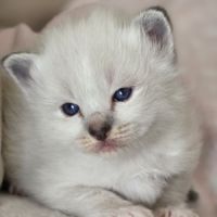 Chatons sacré de birmanie loof