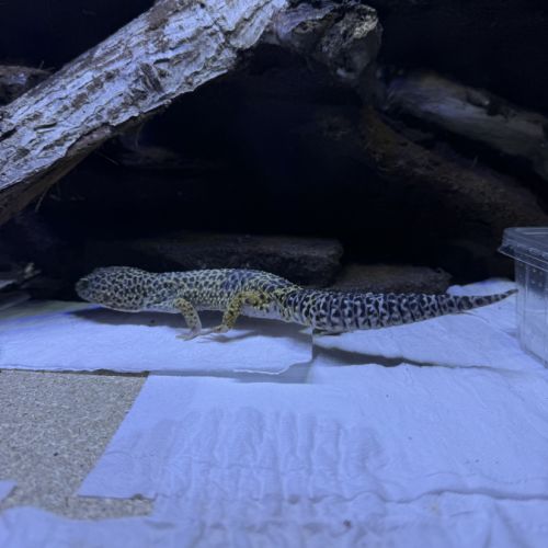 Gecko mâle #2