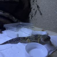 Gecko mâle