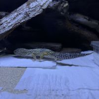 Gecko mâle #2