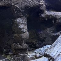Gecko mâle #3