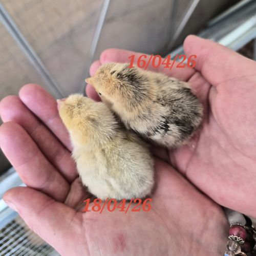 Poules et coqs sabelpoot #0