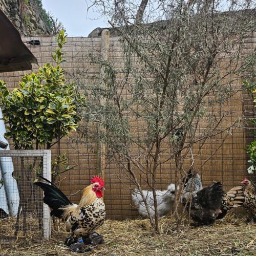 Poules et coqs sabelpoot #2