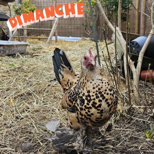 Poules et coqs sabelpoot #3