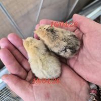 Poules et coqs sabelpoot