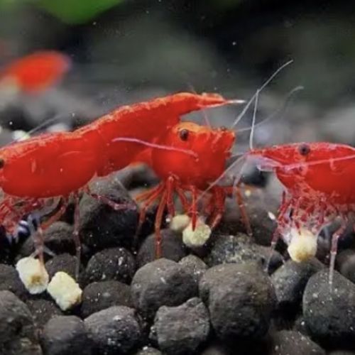 Crevettes neocaridina rouge