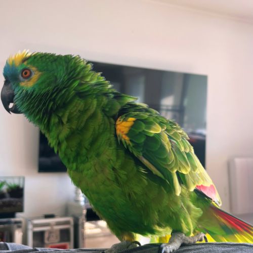 Amazone à front bleu