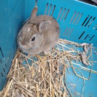 Lapin nain femelle