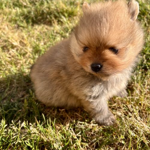 Chiots spitz nain mâles non lof #1