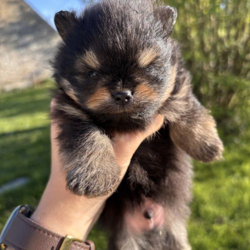 Chiots spitz nain mâles non lof #4