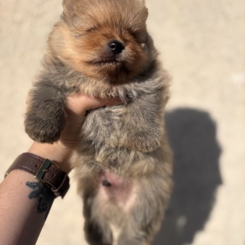 Chiots spitz nain mâles non lof #5