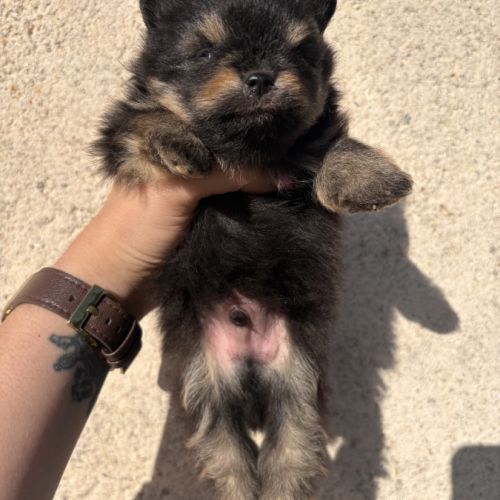 Chiots spitz nain mâles non lof #6