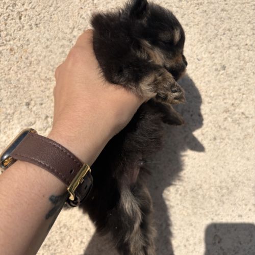 Chiots spitz nain mâles non lof #7