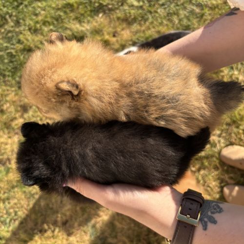 Chiots spitz nain mâles non lof #8