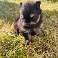 Chiots spitz nain mâles non lof #0