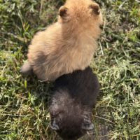 Chiots spitz nain mâles non lof #3