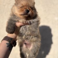 Chiots spitz nain mâles non lof #5