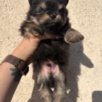 Chiots spitz nain mâles non lof #6