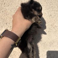 Chiots spitz nain mâles non lof #7