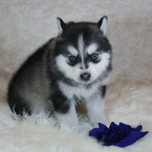 Chiots pomsky f5 lignée américaine #1