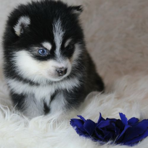 Chiots pomsky f5 lignée américaine #2